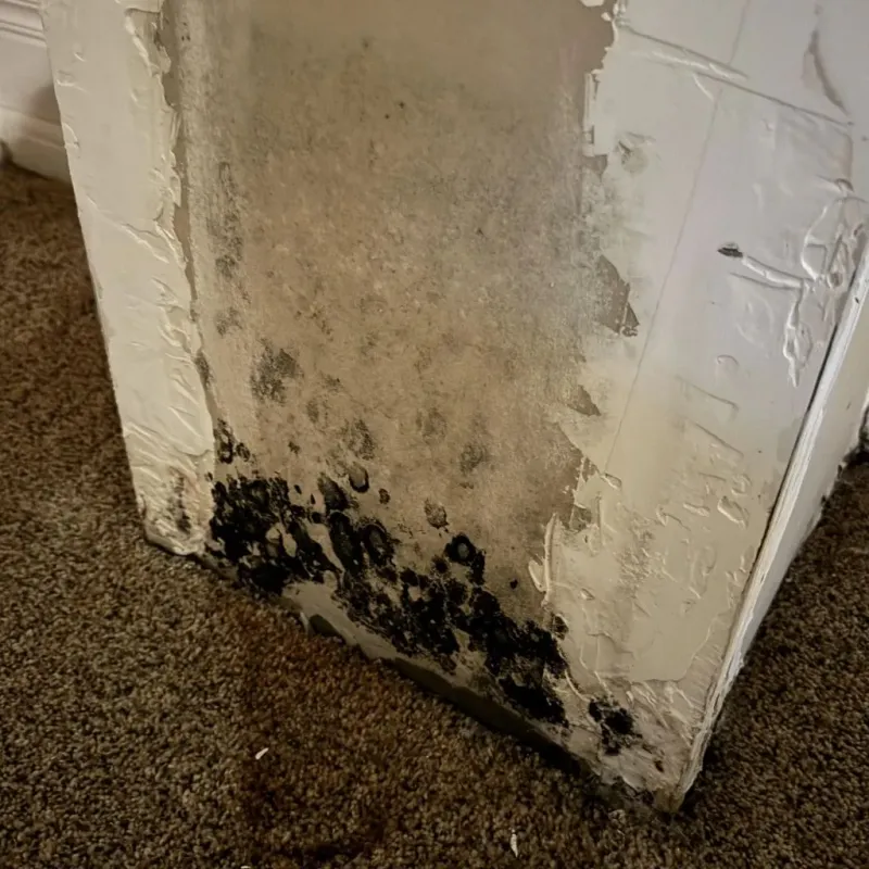Professional Mold Removal in Collier County, FL